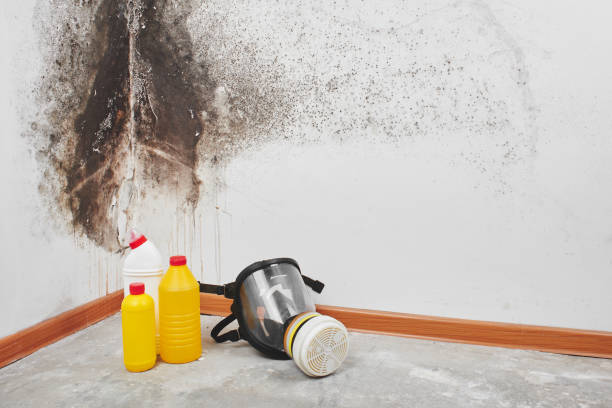 Best Certified Mold Removal  in Quantico Base, VA
