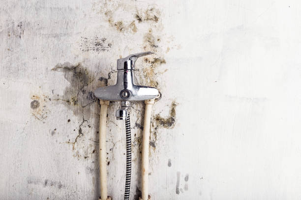 Best Home Mold Removal  in Quantico Base, VA