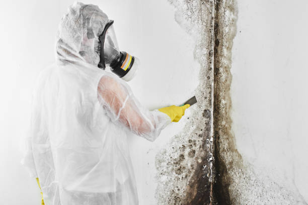 Best Crawl Space Mold Removal  in Quantico Base, VA