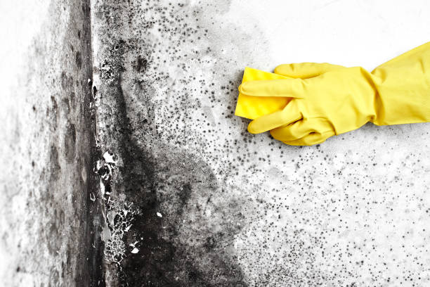 Mold Removal Process in Quantico Base, VA