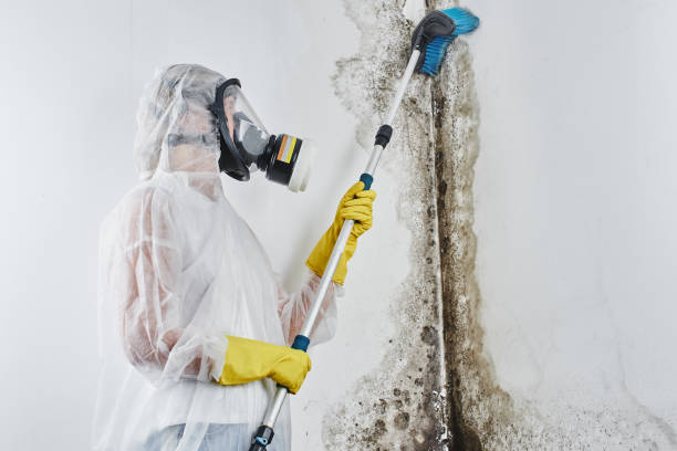 Best Toxic Mold Removal  in Quantico Base, VA