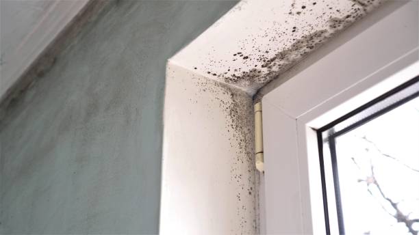 Best Commercial Mold Removal  in Quantico Base, VA