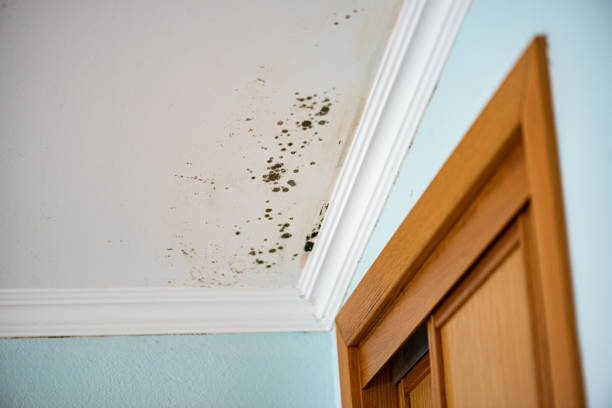 Best Attic Mold Removal  in Quantico Base, VA