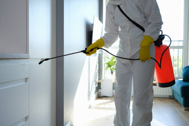 Best Mold Removal Near Me  in Quantico Base, VA