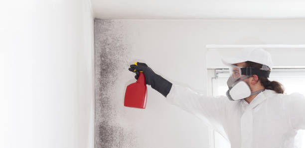 Best Mold Damage Repair  in Quantico Base, VA