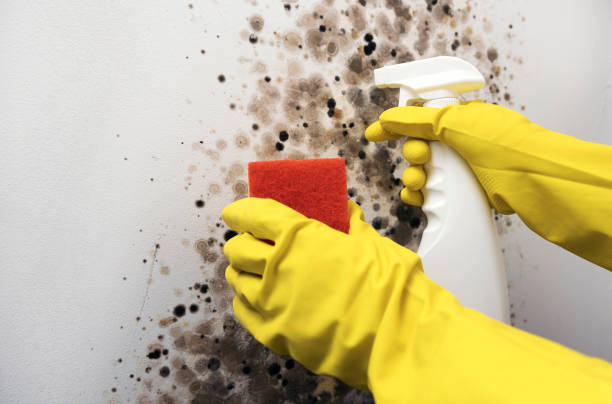 Trusted Quantico Base, VA Mold Removal Experts