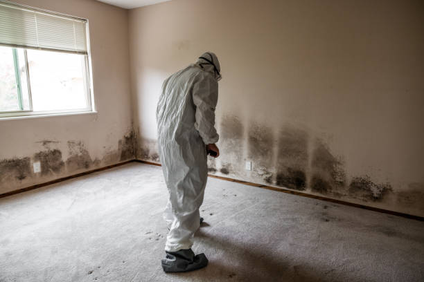 Best Affordable Mold Removal  in Quantico Base, VA