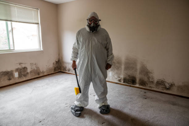 Best Mold Removal Company Near Me  in Quantico Base, VA