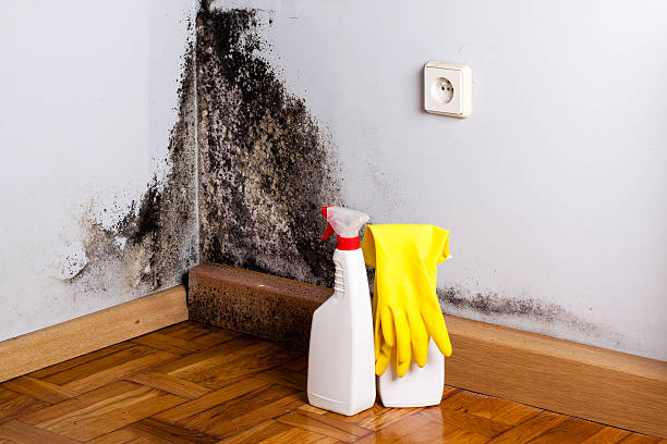 Best Local Mold Removal Service  in Quantico Base, VA