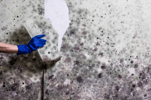Quantico Base, VA Mold Removal Company