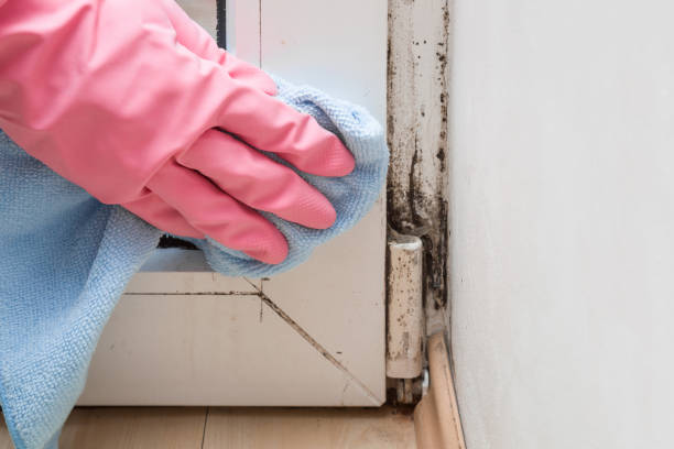 Best Residential Mold Removal  in Quantico Base, VA
