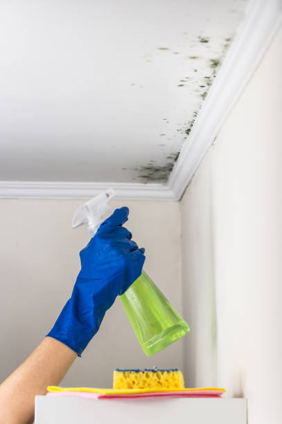 Best Professional Mold Removal  in Quantico Base, VA