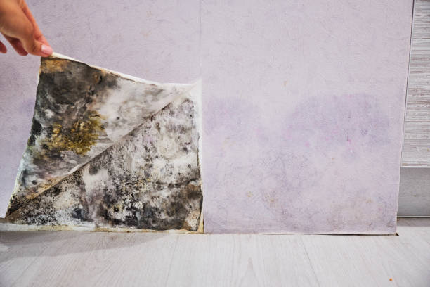 Best Same-Day Mold Removal  in Quantico Base, VA